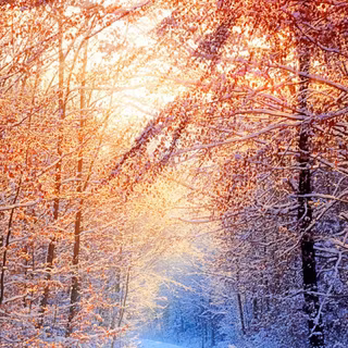 Winter trees HD wallpaper