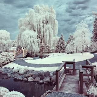 Japan winter nature wallpaper