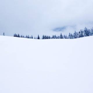 HD white winter wallpaper