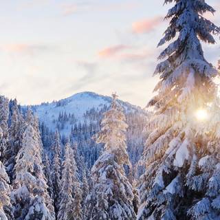 Winter for mobile wallpaper