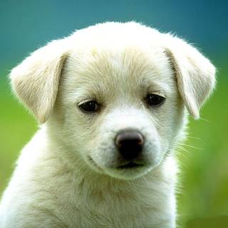Really cute puppies wallpaper