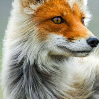 Android HD nature animal wallpaper