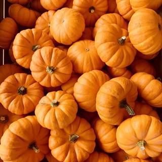 Winter food wallpaper