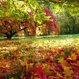 Autumn colourful wallpaper
