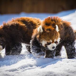 Panda winter wallpaper