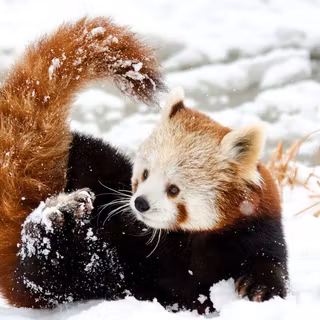 Panda winter wallpaper