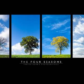 Four seasons wallpaper
