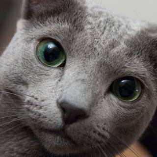 Russian Blue wallpaper