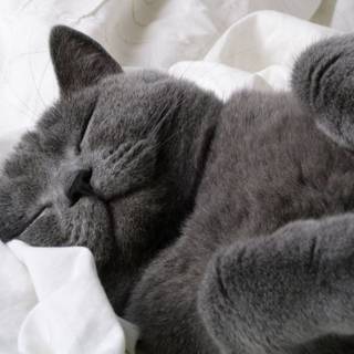 Russian Blue wallpaper