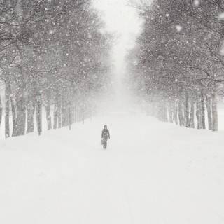 Winter snowstorm wallpaper