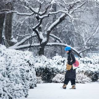 Winter snowstorm wallpaper