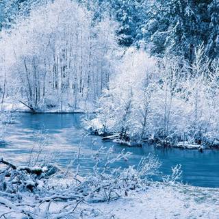 Blur nature winter wallpaper