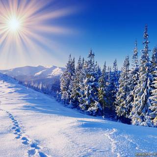 Sunny day winter wallpaper