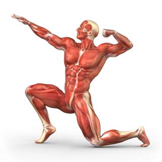 Muscular system wallpaper
