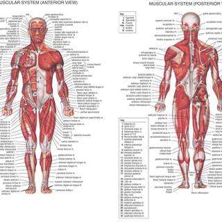 Muscular system wallpaper