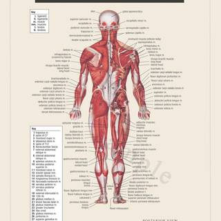 Muscular system wallpaper