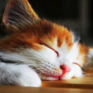 Sleepy cats wallpaper