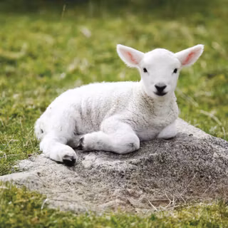 Baby sheep wallpaper