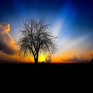 Morning view wallpaper