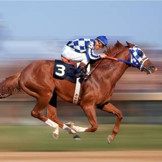 Secretariat wallpaper