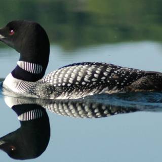Loons wallpaper