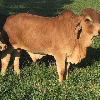 Brahman cow wallpaper