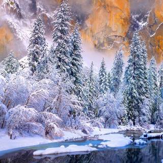Winter national forest wallpaper