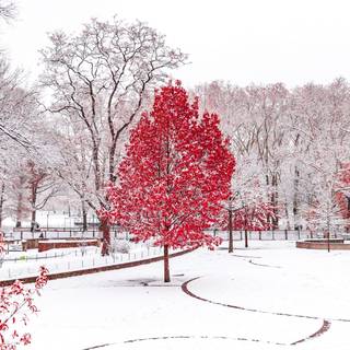 4k winter trees wallpaper