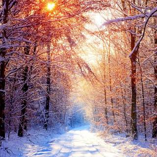 Winter national forest wallpaper