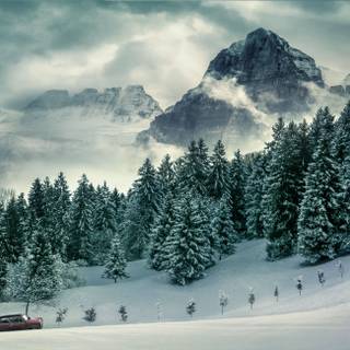 Winter mountain trees wallpaper