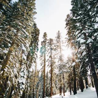Winter mountain trees wallpaper