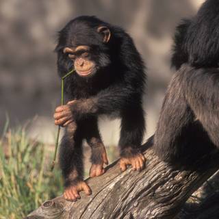 Pan troglodytes baby wallpaper