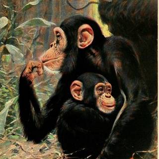 Pan troglodytes baby wallpaper