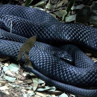 Eastern indigo snake wallpaper