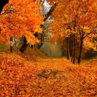 Autumn sceneries wallpaper