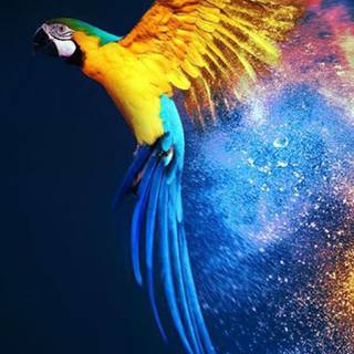 All animals wallpaper