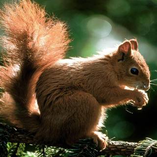 All animals wallpaper