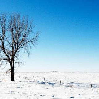 Vertical winter HD wallpaper
