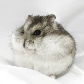 Hamster meme wallpaper