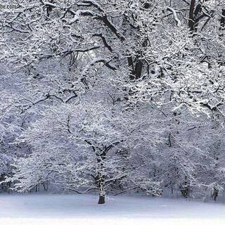 Winterscapes wallpaper