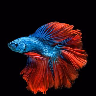 Best HD Android wallpaper