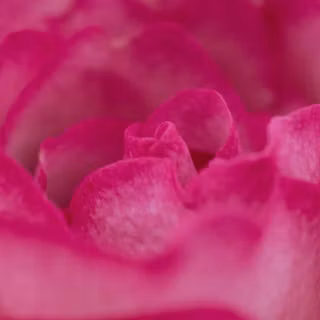 Phone 4k pink wallpaper