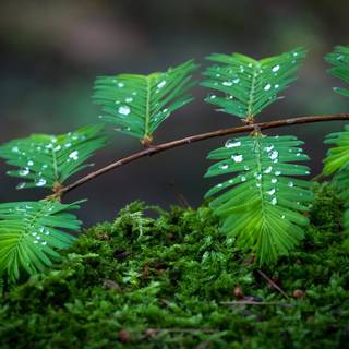 Computer rain wallpaper
