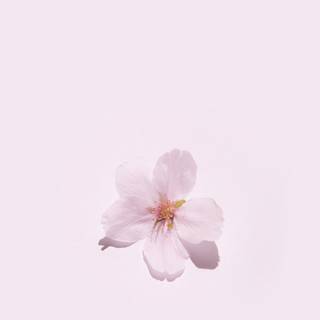 Pastel aesthetic flower wallpaper