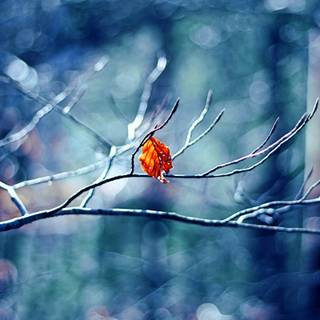 HD winter trees wallpaper