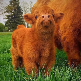 Fluffy cows wallpaper