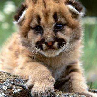 Baby puma wallpaper