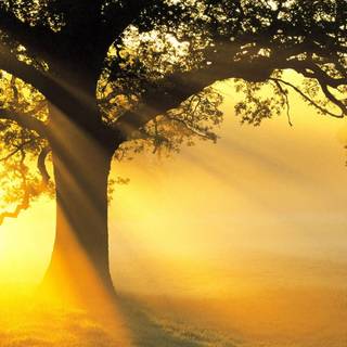 Single tree wallpaper