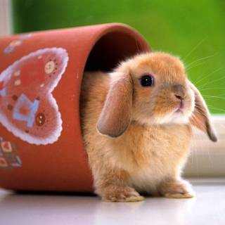 Baby bunny Kawaii wallpaper