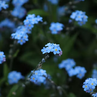Blue aesthetic flowers wallpaper